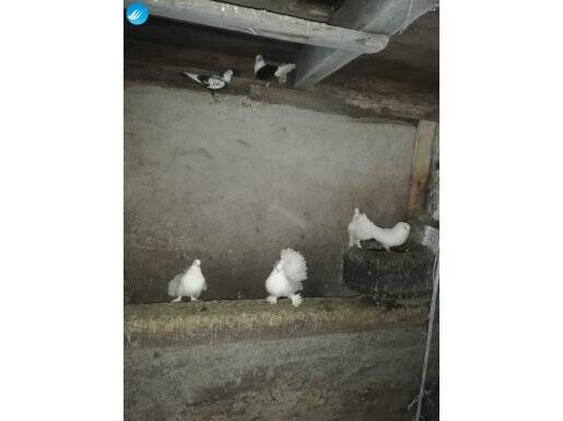 Çok asil taklacı güvercin