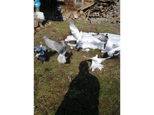 Tavus kuşu güvercin 