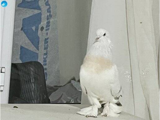 Federasyon künyeli kürenk