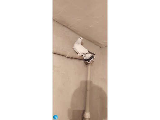 Selçuklu enseli gök takım eş 