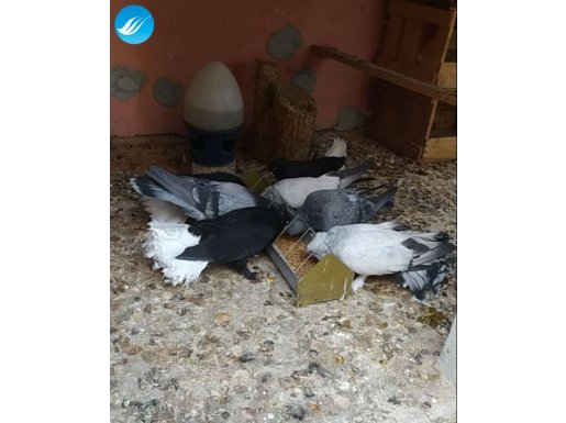 Selçuklu enseli karalar