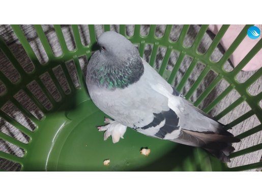 Guvercinden anlamam arkadaştan aldım bakamıyorum satılıktır 