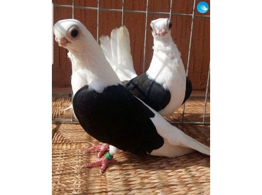 Muhteşem takım bango güvercin 