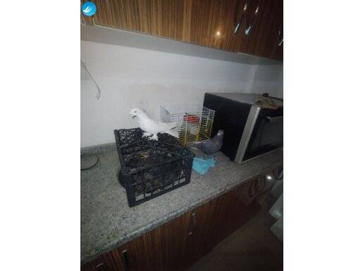 81 ile gönderim vardır damızlık takım 