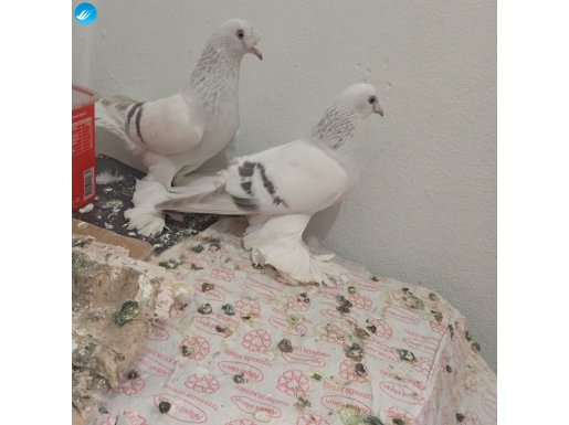 perçemli 1 çift güvercin ilk yumurtasını yaptı 