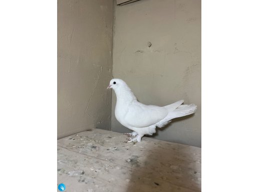 Orjinal erzurum beyazı